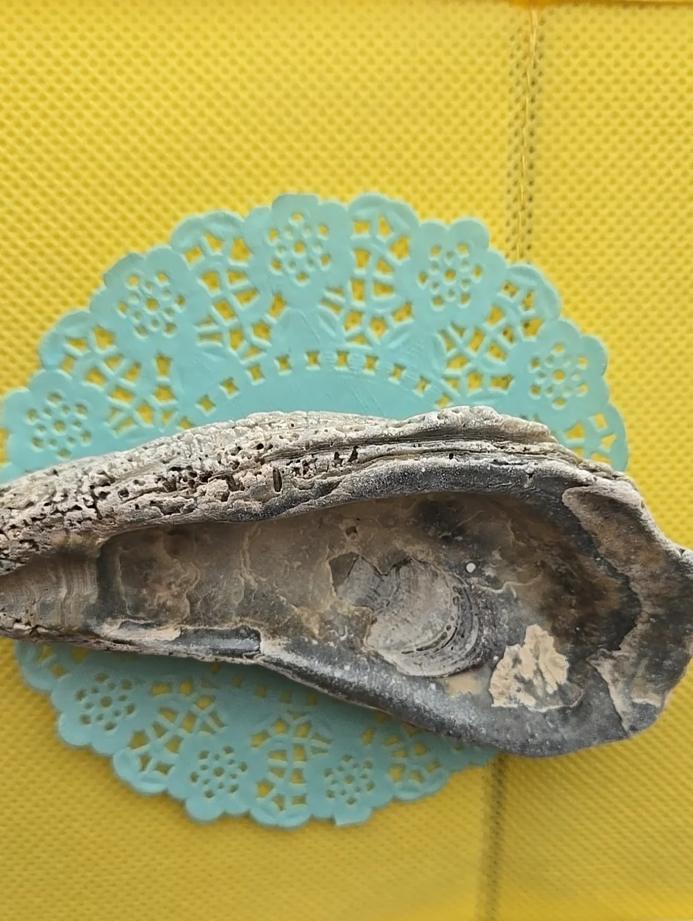 Shell Real Natural Gray Reptile Hideout  Decorative Shelter for Pets Or Decor